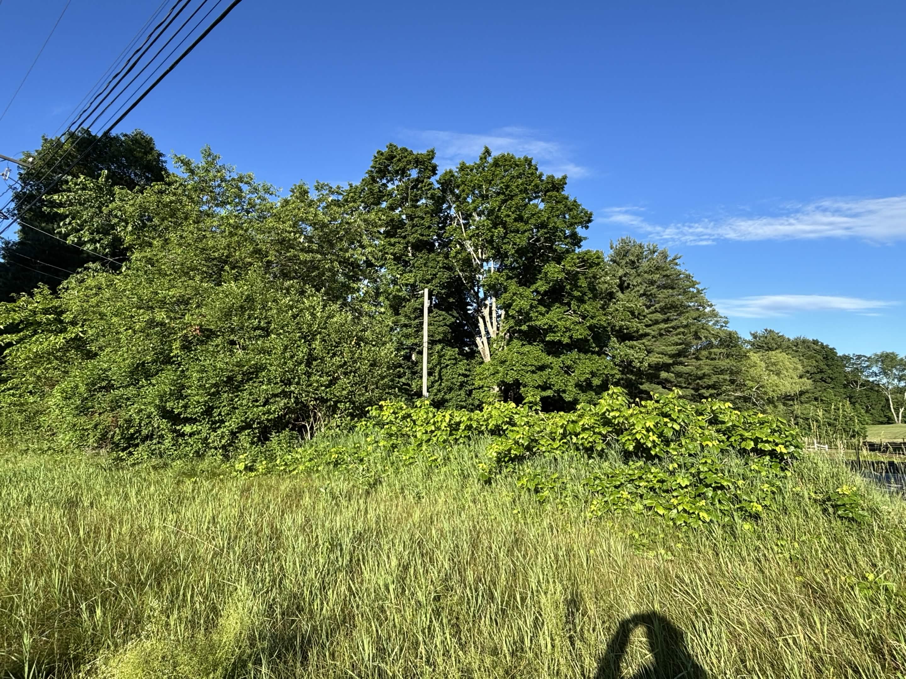 Property edge overgrown with brush requiring full clearing